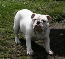 bulldog