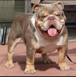 Bulldog