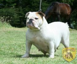 Ejemplar de Bulldog Ingles


            


            


            


            