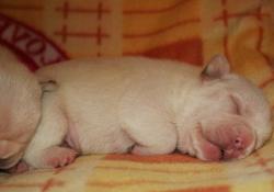 cachorro bulldog frances

            


            