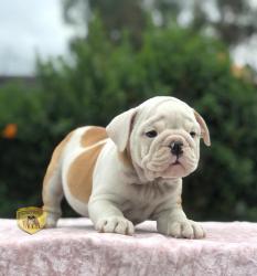 Bulldog