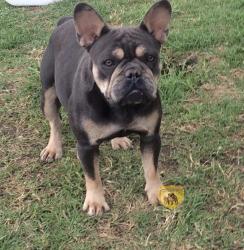 bulldog