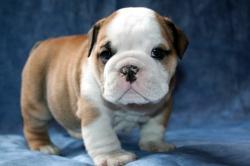             Ejemplares, cachorros para la venta de Bulldog Ingles


            


            


            