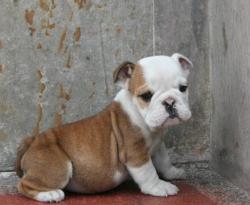 cachorro bulldog


            


            