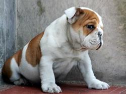 Bulldog