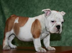             venta de bulldog ingles


            