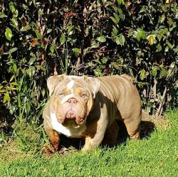 bulldog