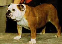 bulldog