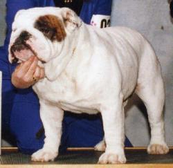 bulldog