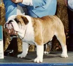 Bulldog