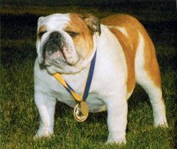 bulldog