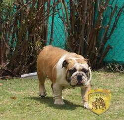 EJEMPLAR DE RAZA BULLDOG INGLES DEL CRIADERO NUTIBARA BULLDOGS

            


            