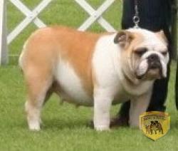 bulldog