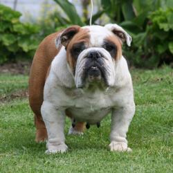 bulldog