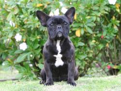 Cachorros de la raza bulldog frances linea de campeones




            


            