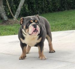 bulldog