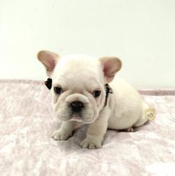 Click sobre la imagen para ampliarla