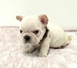 Click sobre la imagen para ampliarla