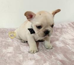 Click sobre la imagen para ampliarla