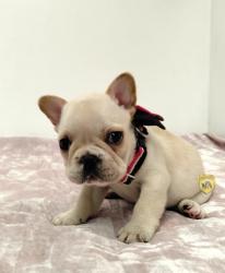 Click sobre la imagen para ampliarla