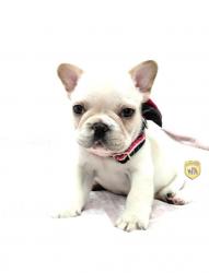 Click sobre la imagen para ampliarla