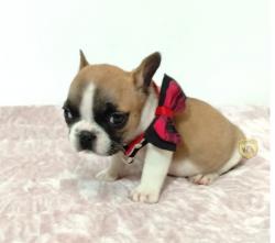 Click sobre la imagen para ampliarla