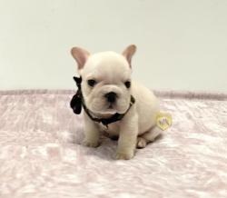 Click sobre la imagen para ampliarla