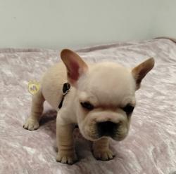 Click sobre la imagen para ampliarla