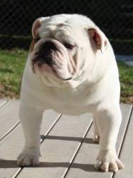 bulldog