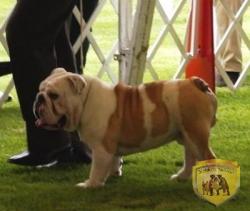 Cachorros de raza Bulldog ingles para la venta del criadero Nutibara Bulldogs


            


            