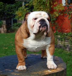 bulldog