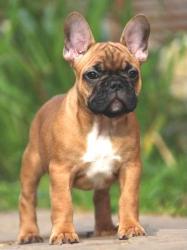 EJEMPLAR DE RAZA BULLDOG FRANCES DEL CRIADERO NUTIBARA BULLDOGS

            


            


            