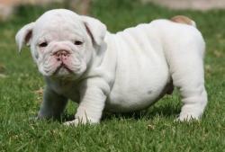 Bulldog