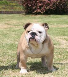 Bulldog