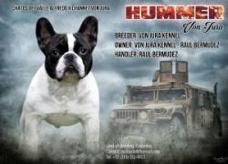 bulldog