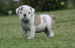 Bulldog