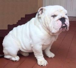bulldog