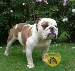 Ejemplar Macho del criadero Nutibara Bulldogs


            


            