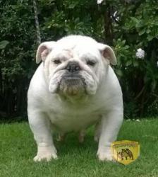 Ejemplar de Bulldog Ingles Registrada


            


            


            