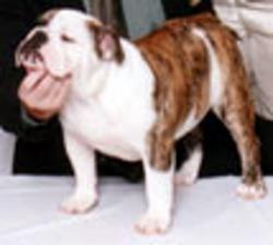 Bulldog