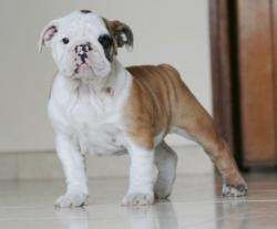            BULLDOG  INGLES DE NUTIBARA             