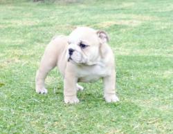 Cachorros de raza Bulldog Ingles para la venta del criadero Nutibara Bulldogs -Pet shop Special Dogs 


            


            