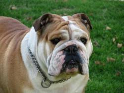 Bulldog