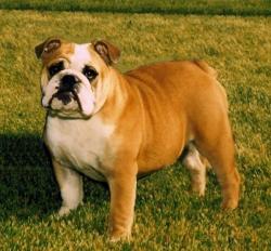 Bulldog