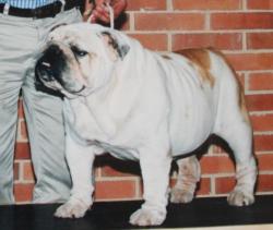 bulldog