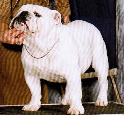 Bulldog