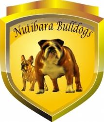 

            

Cachorros de Bulldog ingles para la venta
            


            


            