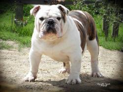 bulldog