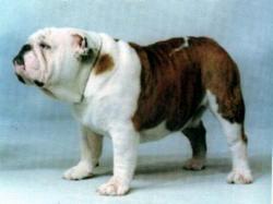 bulldog