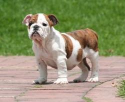 Bulldog